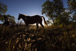 Diggers Rest Horse Trekking