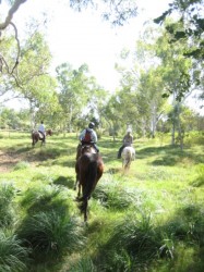 Along the King River