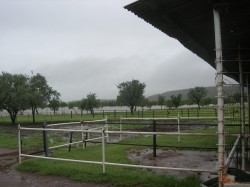 View from the horse yard