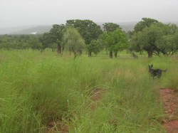 Out for a walk with the dogs