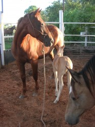 Millie and her little one