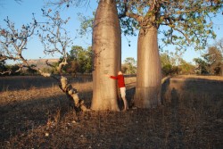 Get your arms around a boab