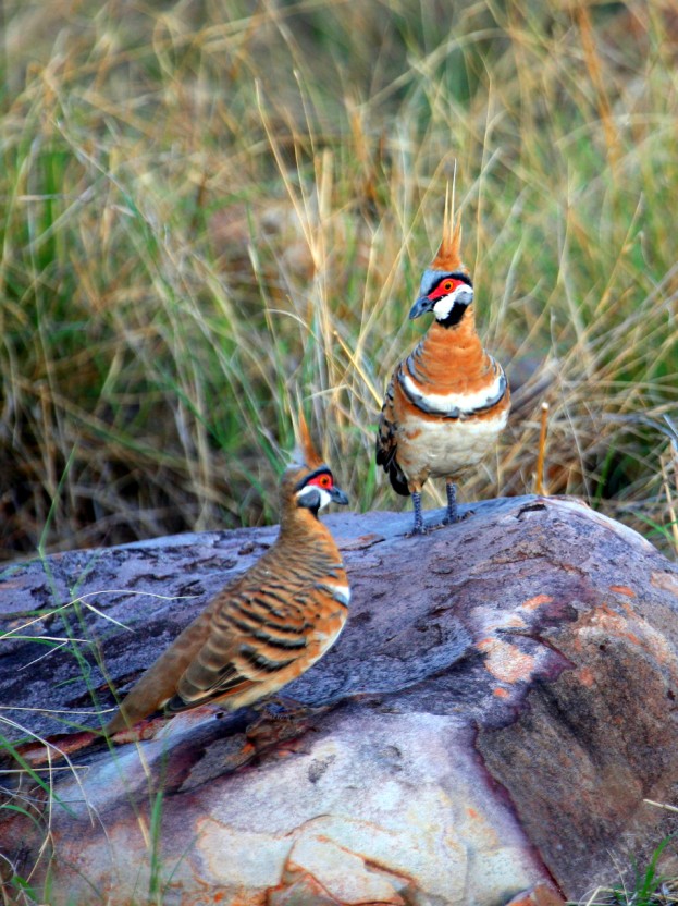 Spinifex pigeons