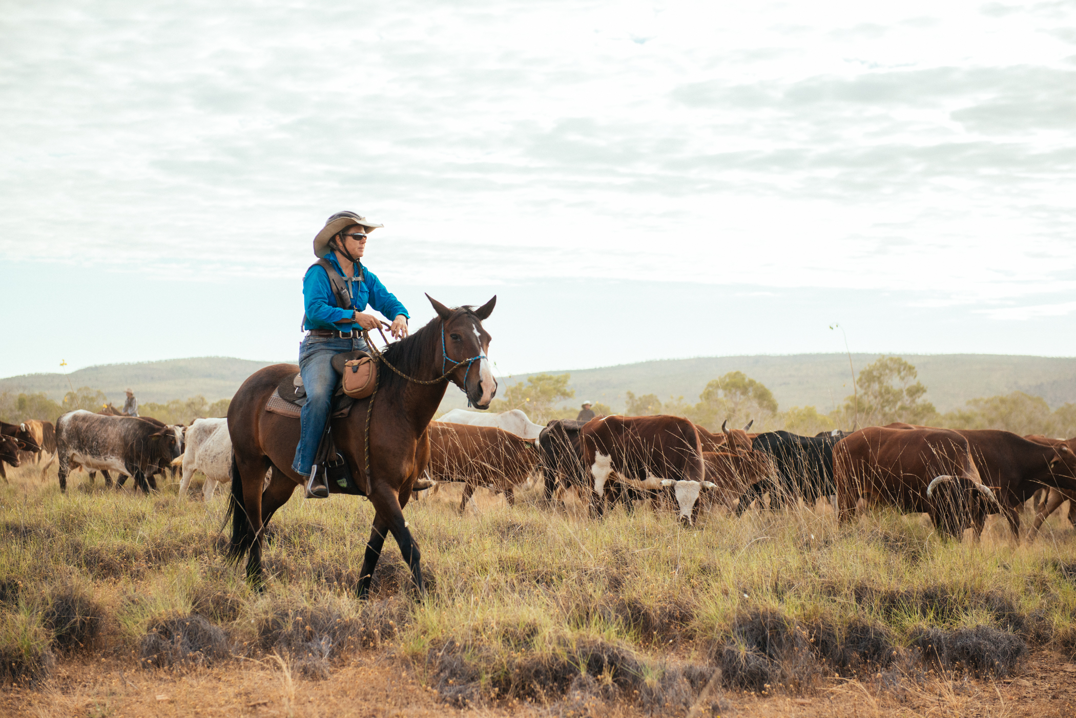 Diggers Rest cattle muster