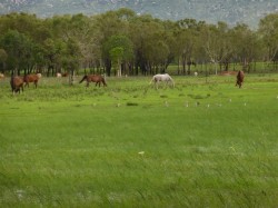 Horses and cattle chewing away