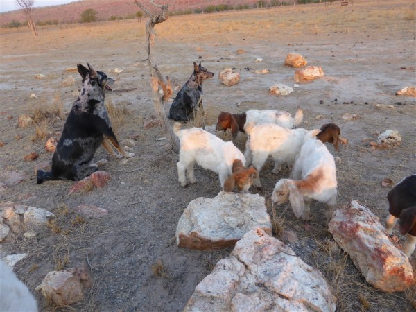 dogs and goats on a sunset walk