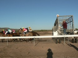 They're Off - The starting gates at the Wyndham Races (click to enlarge)