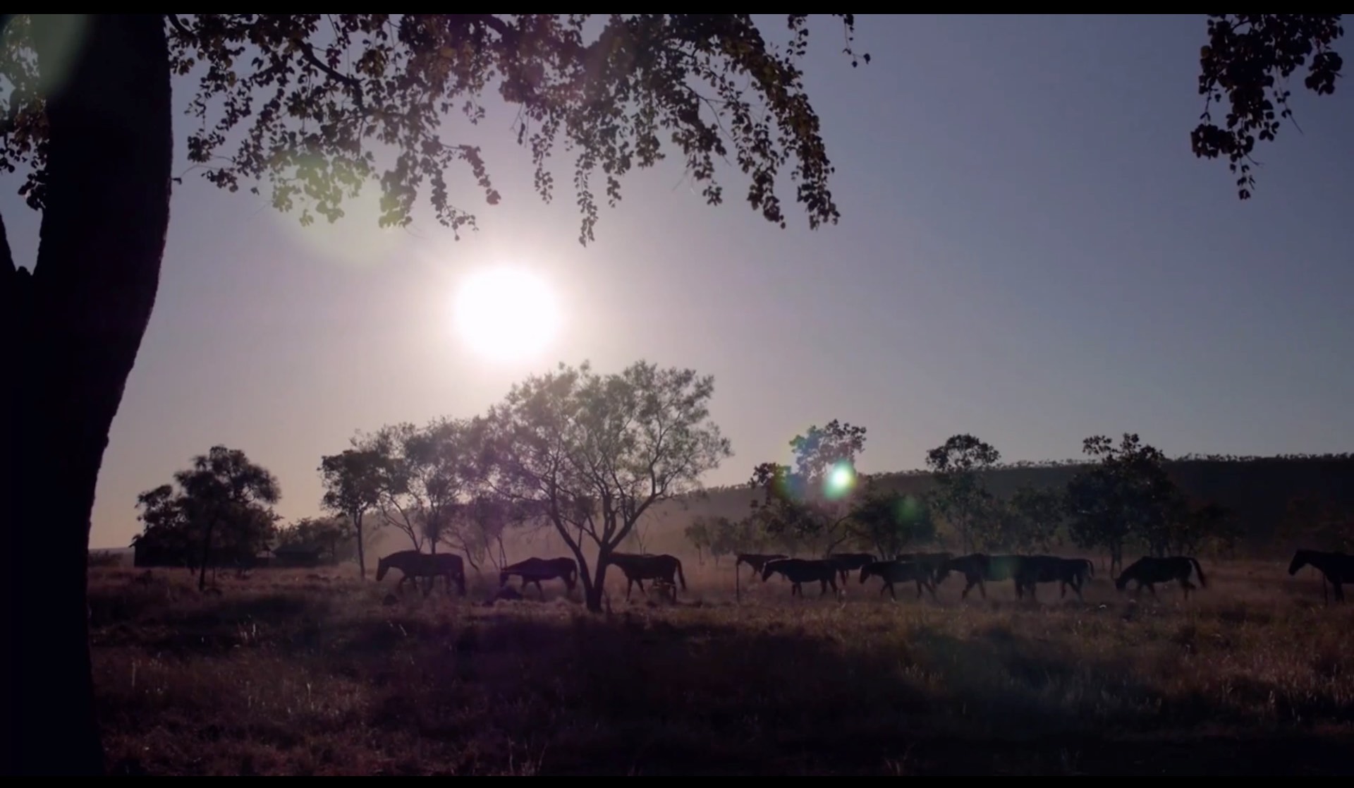 Morning at Digger's Rest Station - Diggers Rest Station