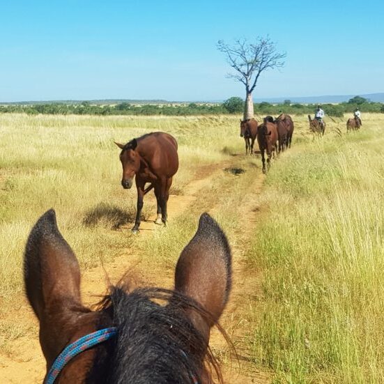 Diggers Rest Standardbreds
