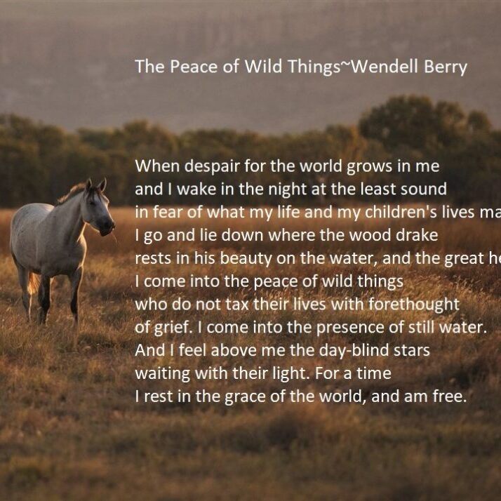 horses and poetry