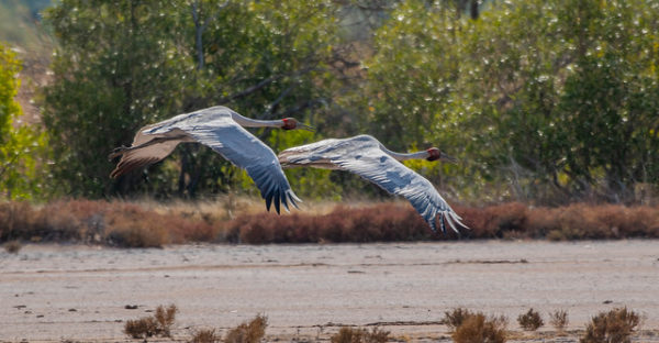 birding in the East Kimberley