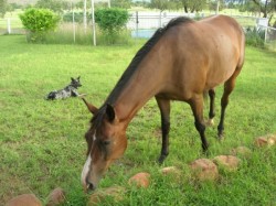 Two of my favourite girls, Bess our coolie/kelpie and Narlie, my little mare