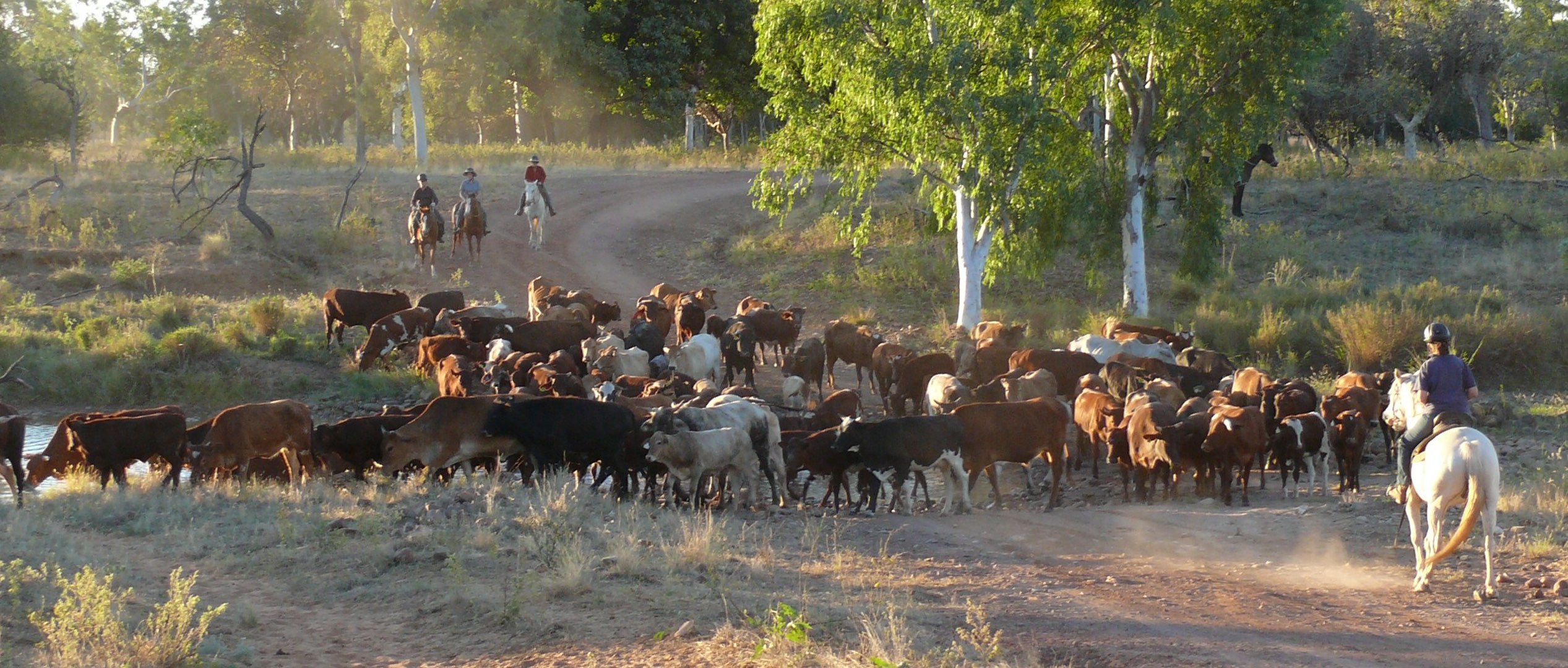 Cattle Muster