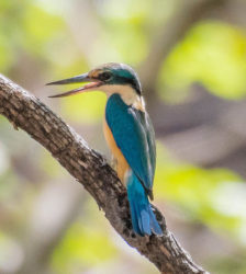 birding in the East Kimberley