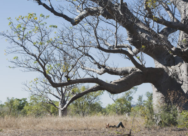 boab trees of the Kimberley, Western Australia